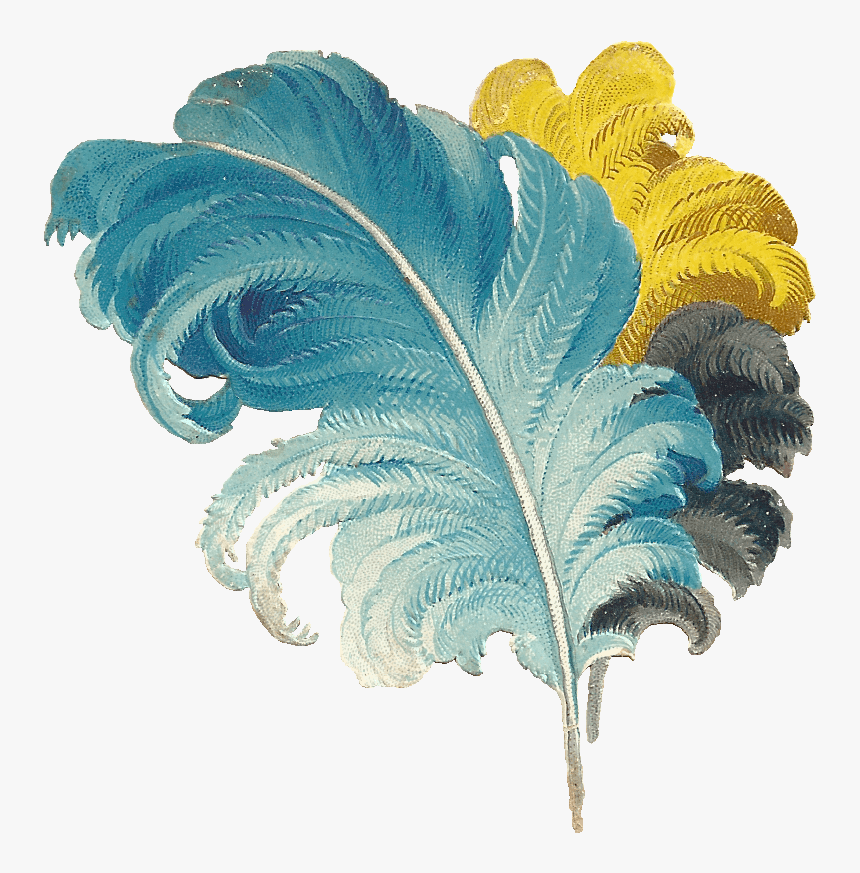 Victorian Feather Drawing Blue Yellow Black - Ostrich Feathers Transparent Background, HD Png Download