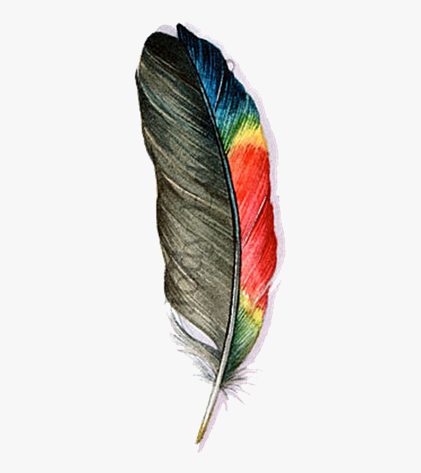 Macaw Feather Png Image Background - Transparent Background Feather Png, Png Download