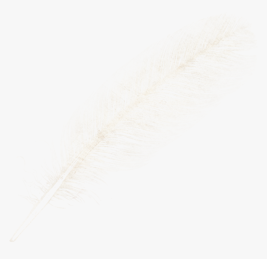 Feather Png - Transparent Gray Feather Png, Png Download