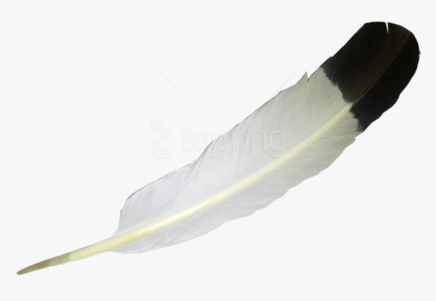 Free Png Download Feather Png Images Background Png - Eagle Feather No Background, Transparent Png