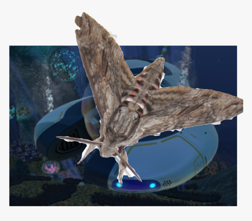 Osprey, HD Png Download , Transparent Png Image - PNGitem