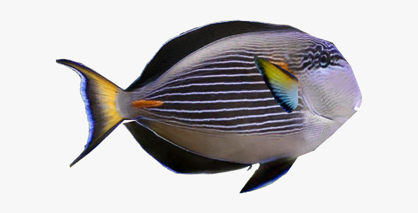 Pomacentridae, HD Png Download