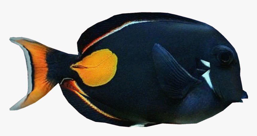 Achillestangdd - Coral Transparent Reef Fish Png, Png Download