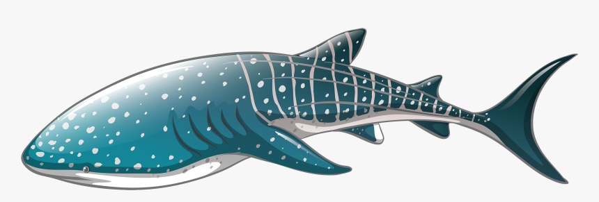 Whale Shark Png Clipart Whale Shark Icon Png - Whale Shark Vector Png, Transparent Png