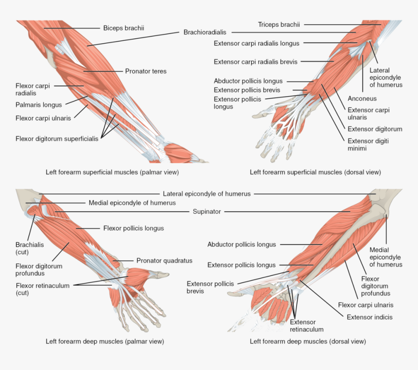 Muscles Of Elbow And Forearm, HD Png Download