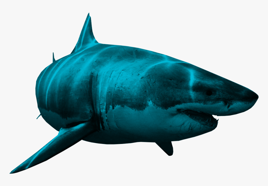 Download For Free Sharks Icon Clipart - Акула Пнг, HD Png Download