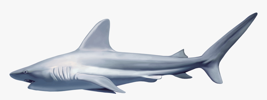 Download And Use Sharks Png Icon - Shark Png, Transparent Png
