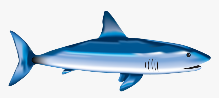 Fish, Shark, Sea, Underwater, Nature, Aquatic, Wild - Requiem Shark, HD Png Download