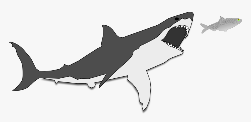 Shark, HD Png Download