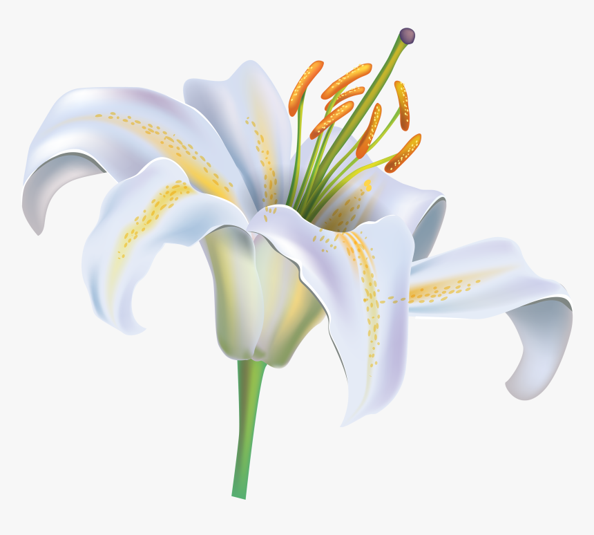 White Lily Flower Png Clipart Image - Clipart White Lily Flower, Transparent Png