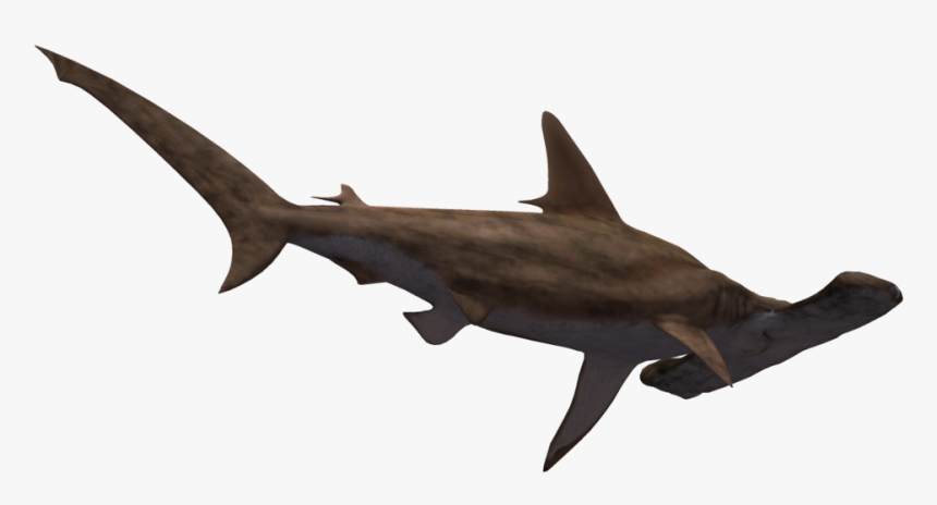 Hammerhead Shark Transparent - Hammerhead Shark White Background, HD Png Download