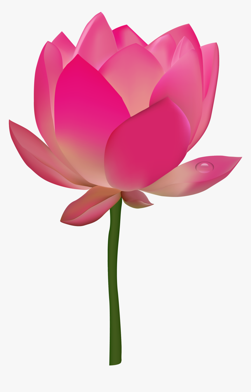 Lotus Clipart Png, Transparent Png
