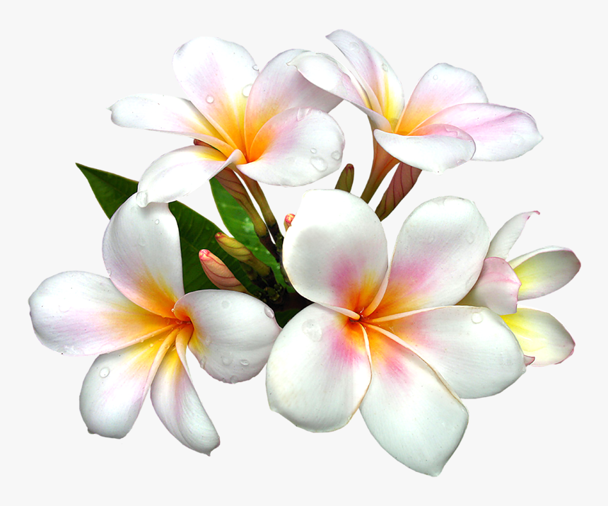 Yellow Exotic Flower Png Clipart Picture - White Flower Hd Png, Transparent Png