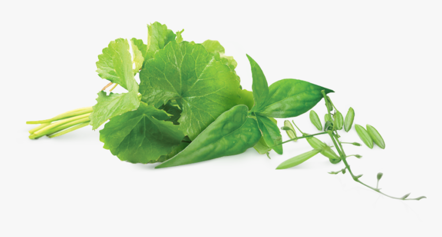 Ingredient Hempedu Bumi - Hempedu Bumi Png, Transparent Png