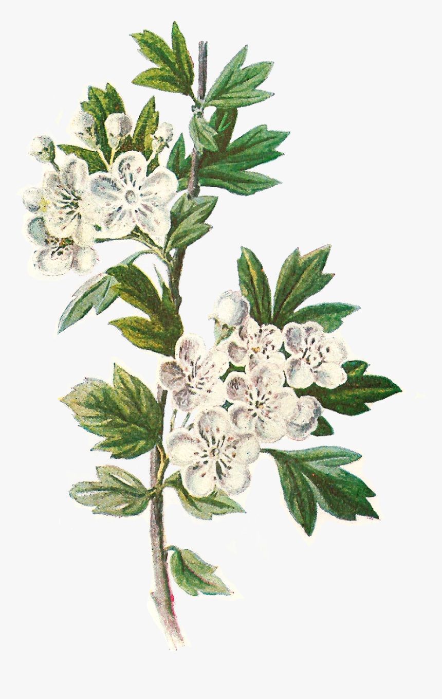 Daisy Flower Png - Hawthorn Flower Illustration, Transparent Png