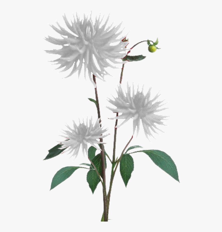 Plant Texture Png, Transparent Png