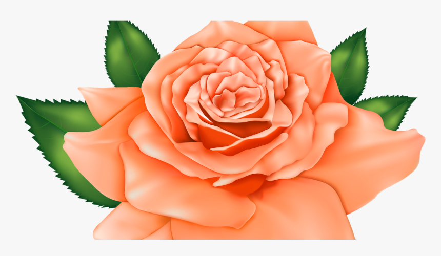 Orange Rose Clipart Vintage, HD Png Download