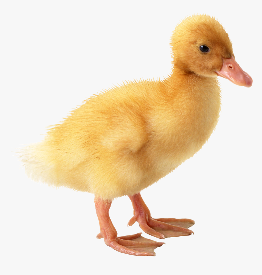 Duck Png Image Free Download - Baby Duck Transparent Background, Png Download