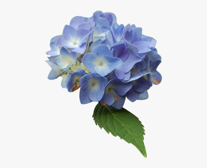 ไฮ เดรน เยีย Png, Transparent Png