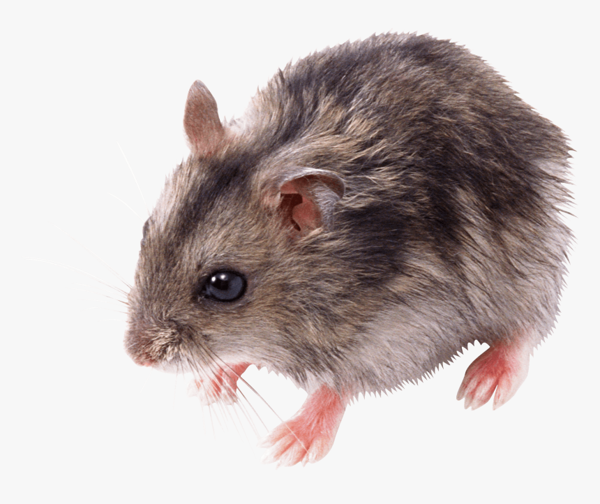 Cute Small Mouse - Transparent Mouse Png, Png Download