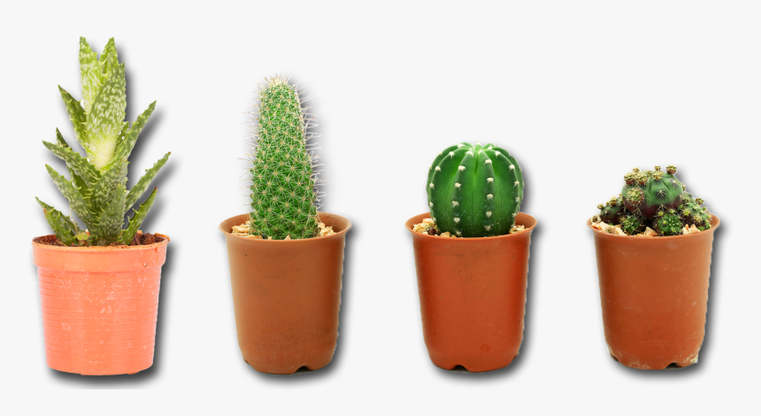 Cactus Plant Png, Transparent Png