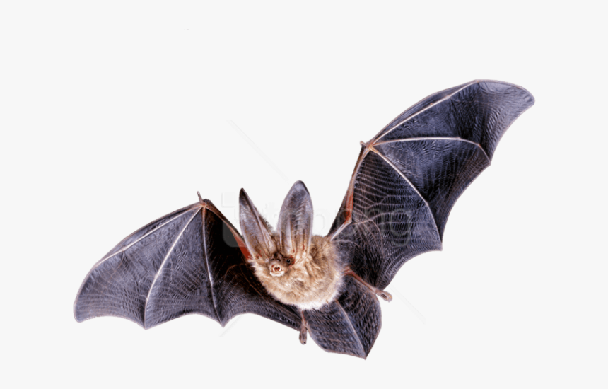 Free Png Download Bat Flying Png Images Background, Transparent Png