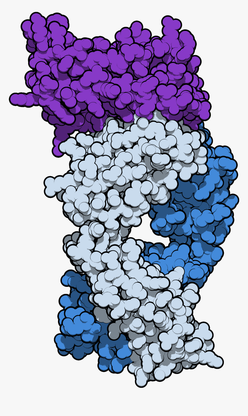 Transparent Blue Plant Png - Grape, Png Download