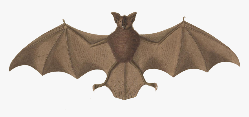 Macrophyllum Macrophyllum - Long Legged Bat, HD Png Download