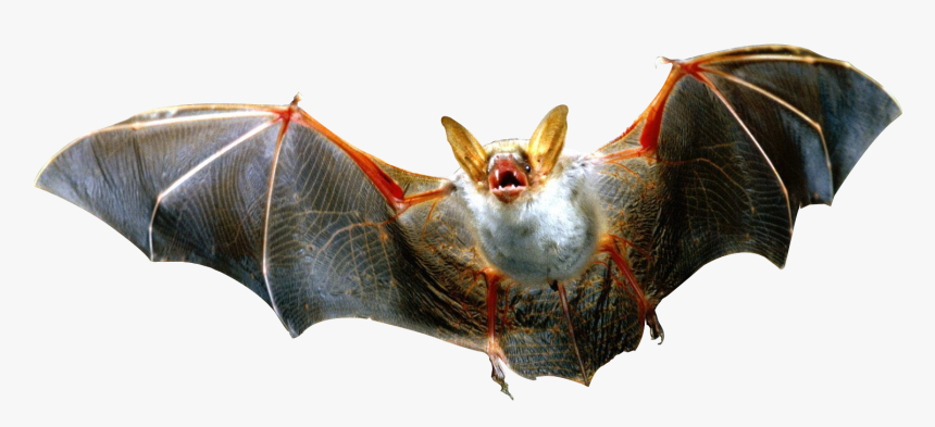 Bat,vampire Bat,wildlife,little Brown Myotis - Bat Png, Transparent Png