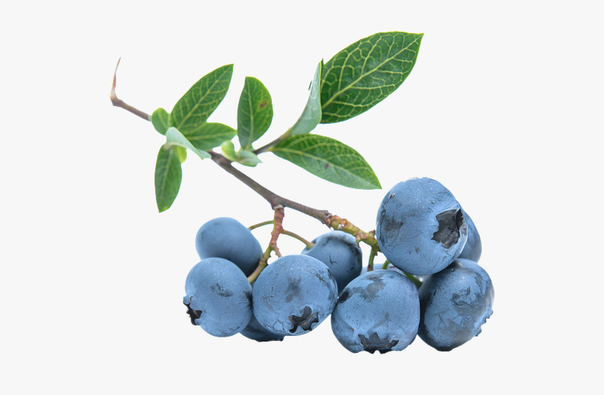 Blueberries Png Image - Blueberries .png, Transparent Png
