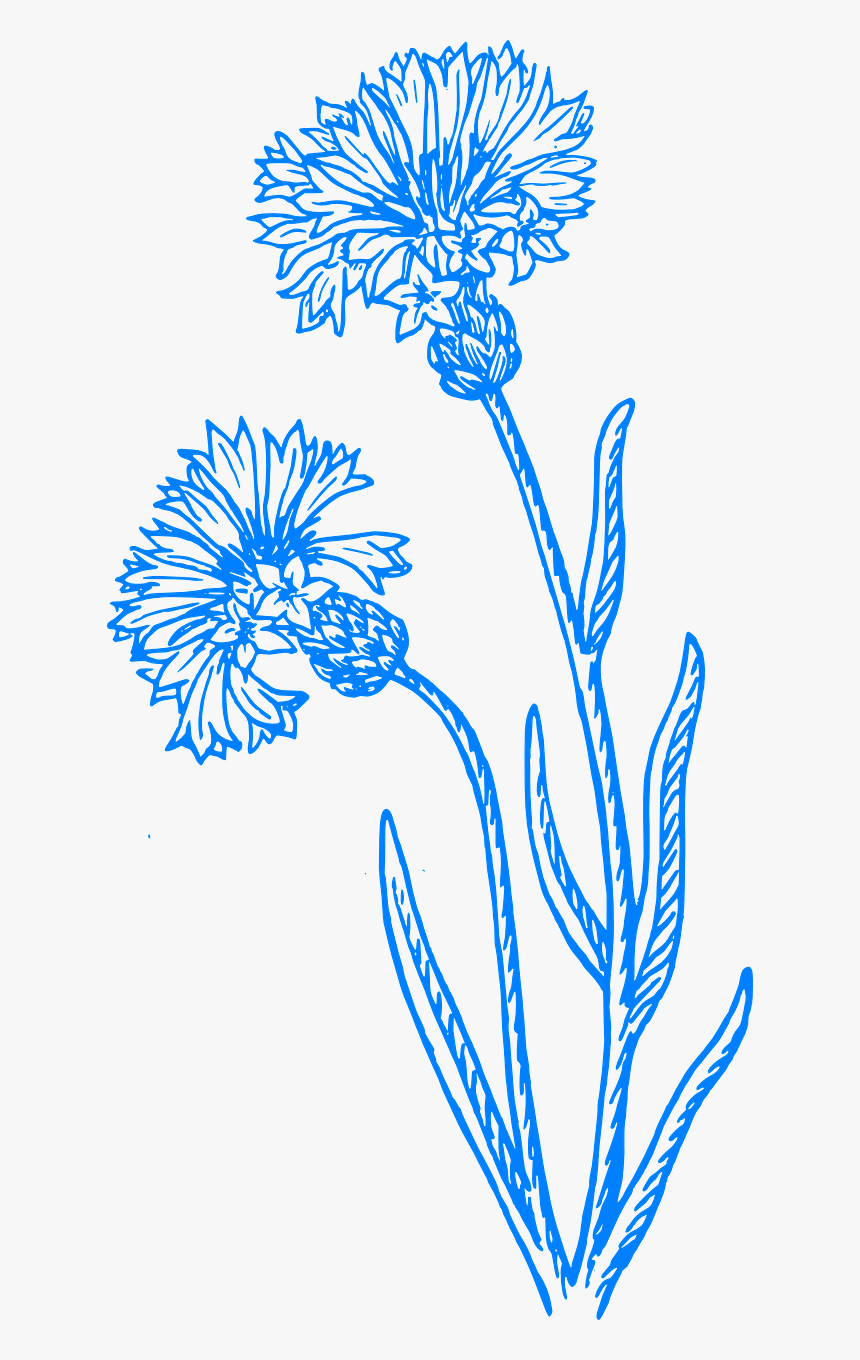 Cornflower Black And White, HD Png Download