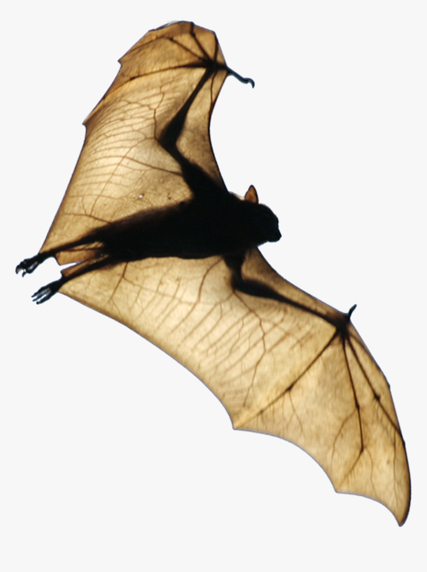Fruit Bat Png, Transparent Png