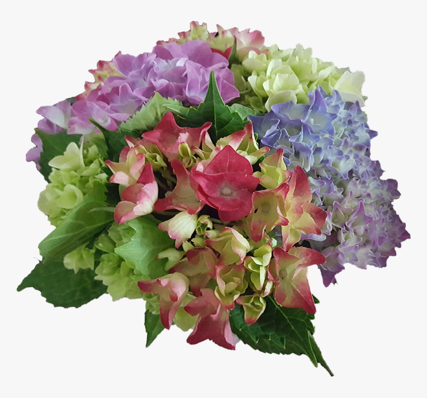 Hydrangea, Flowers, Garden Plant, Blue, Purple, Rose - Bouquet, HD Png Download