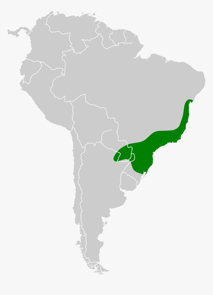 1953 South American Championship, HD Png Download