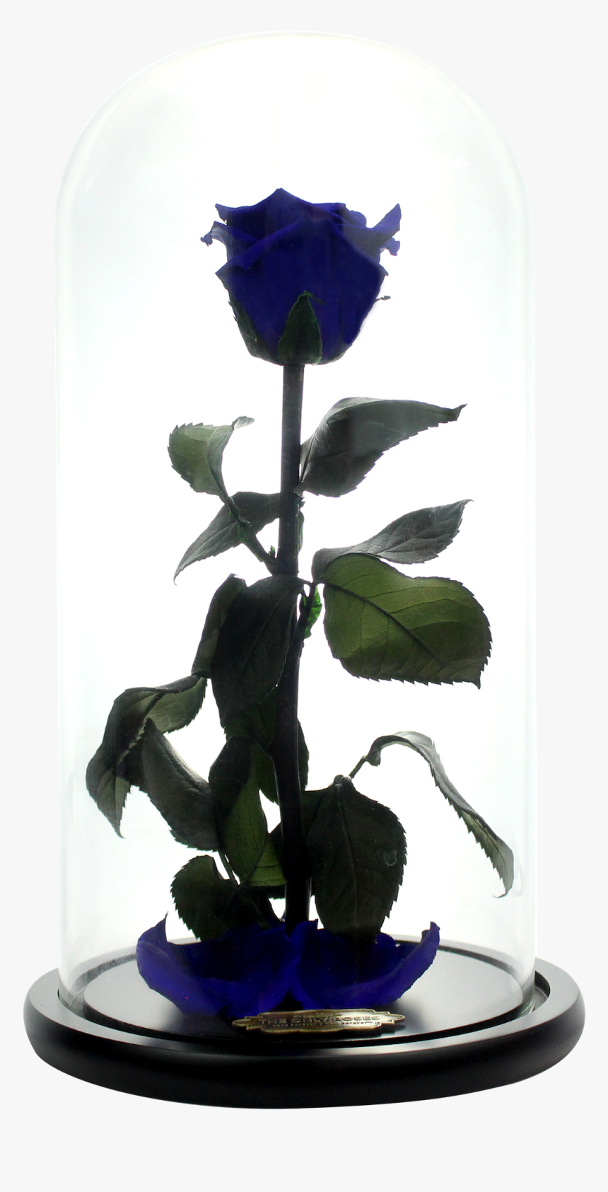 Transparent Beauty And The Beast Rose Png - Blue Rose, Png Download
