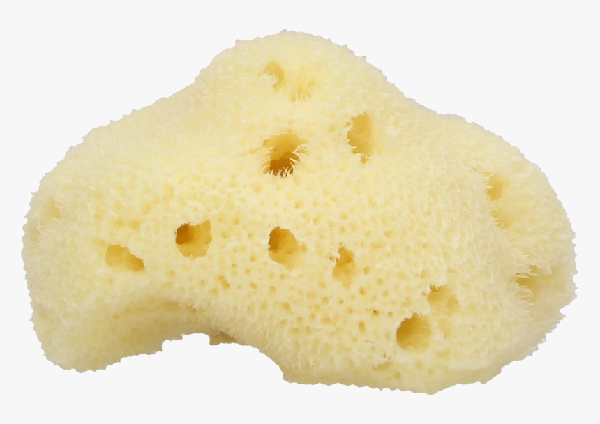 Sponge Bath Png, Transparent Png