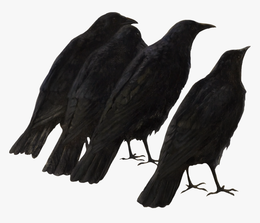 Crow Wings Png, Transparent Png
