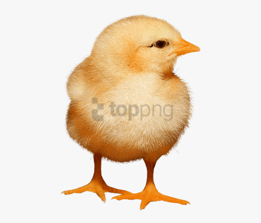 Baby Chicken Png, Transparent Png