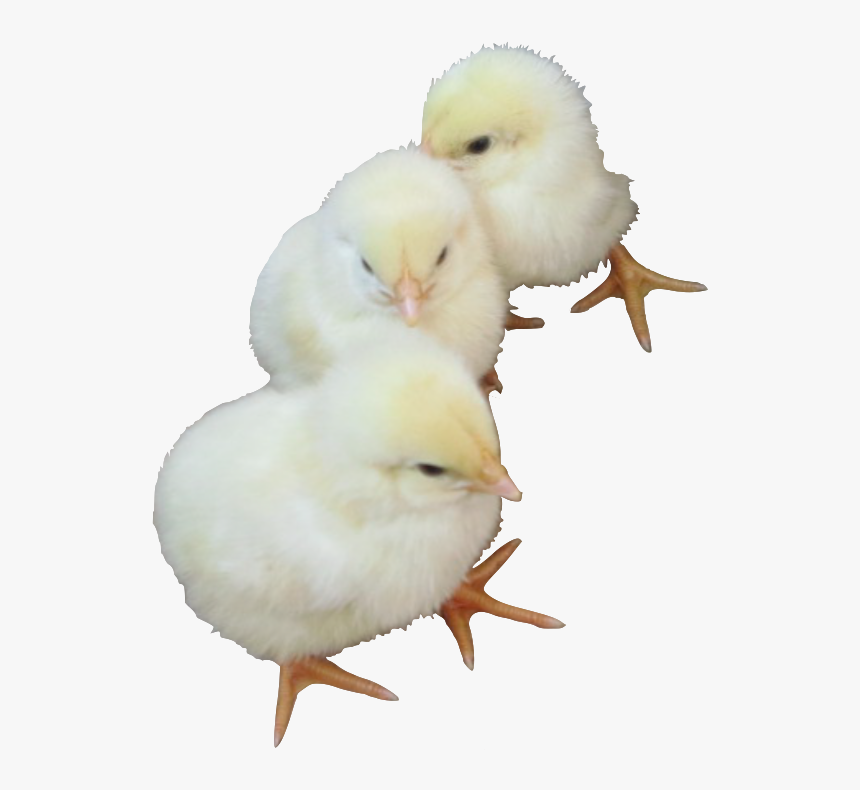 Baby Chicken Png, Transparent Png