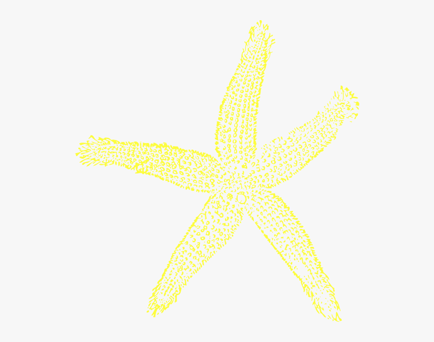 Star Fish Png, Transparent Png