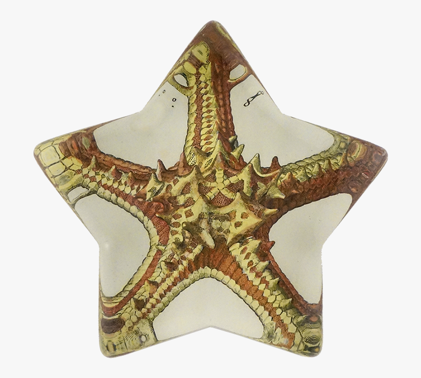 Star Fish Png, Transparent Png