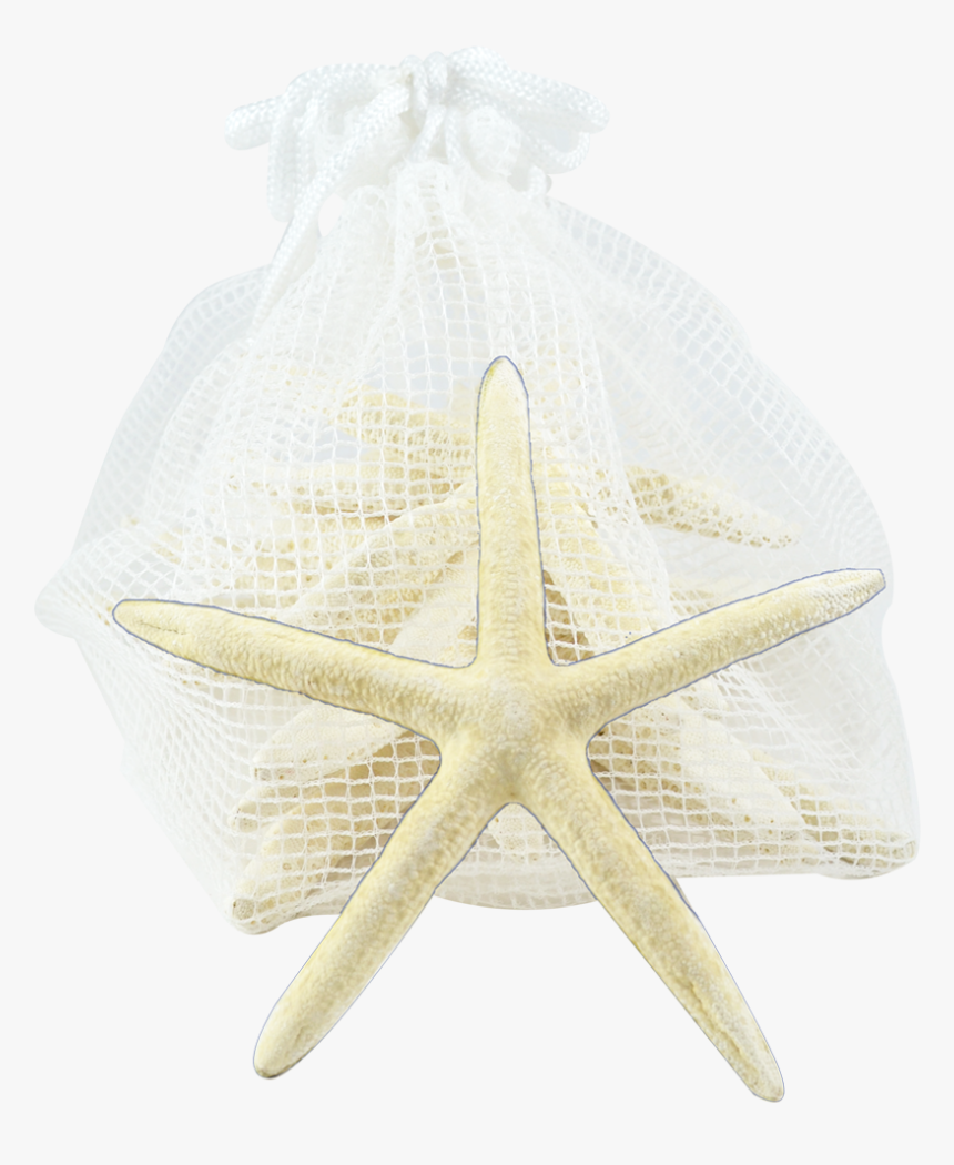 Starfish Pack-10 White Finger Starfish, HD Png Download