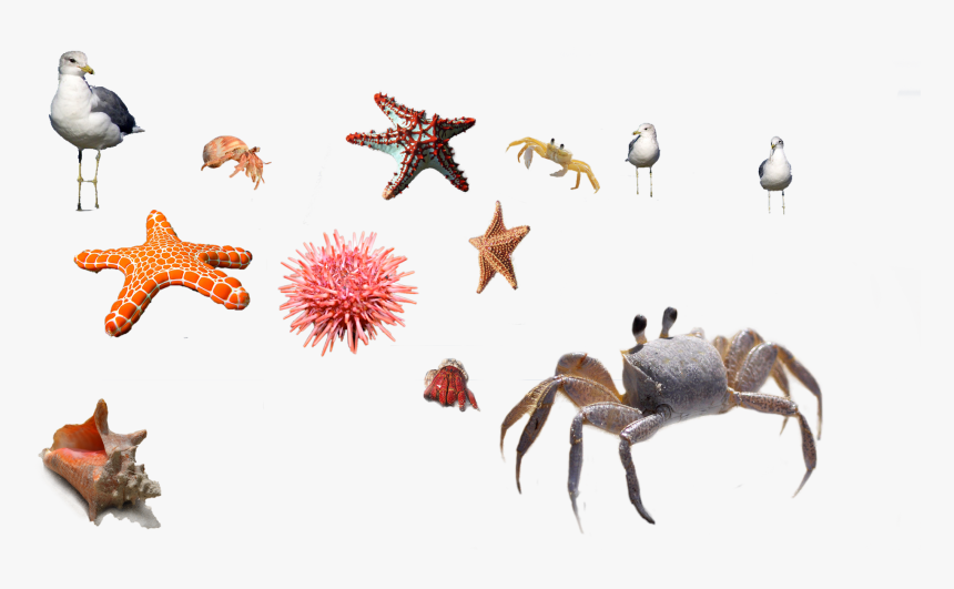 Star Fish Png, Transparent Png