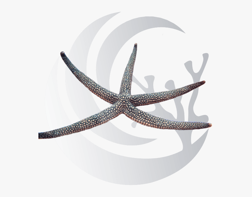 Star Fish Png, Transparent Png