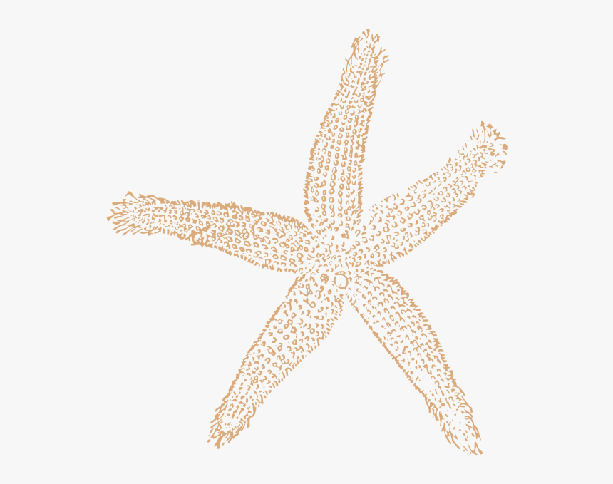 Star Fish Png, Transparent Png