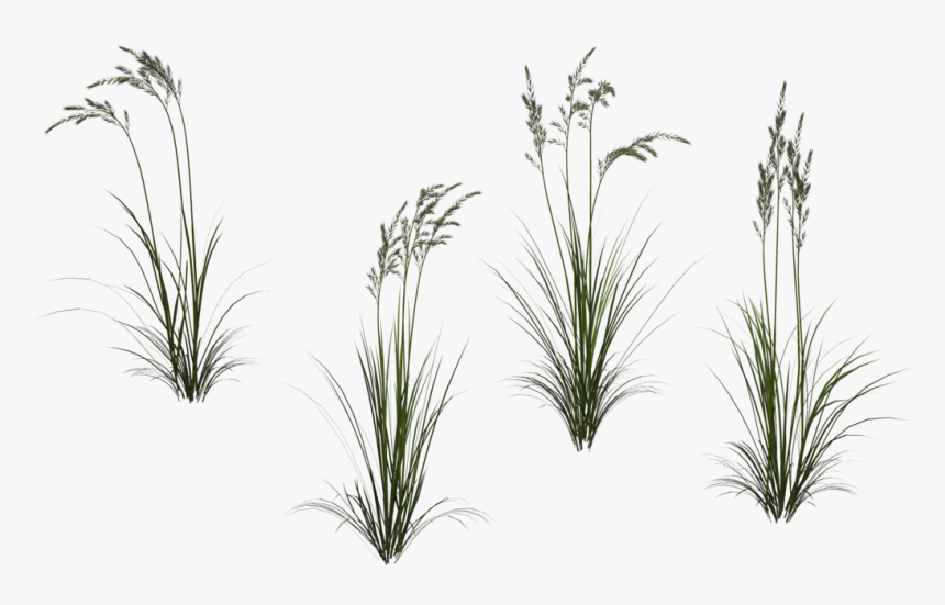Long Grass Png High-quality Image, Transparent Png