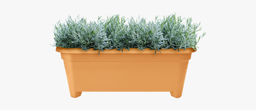 Long Grass Png, Transparent Png