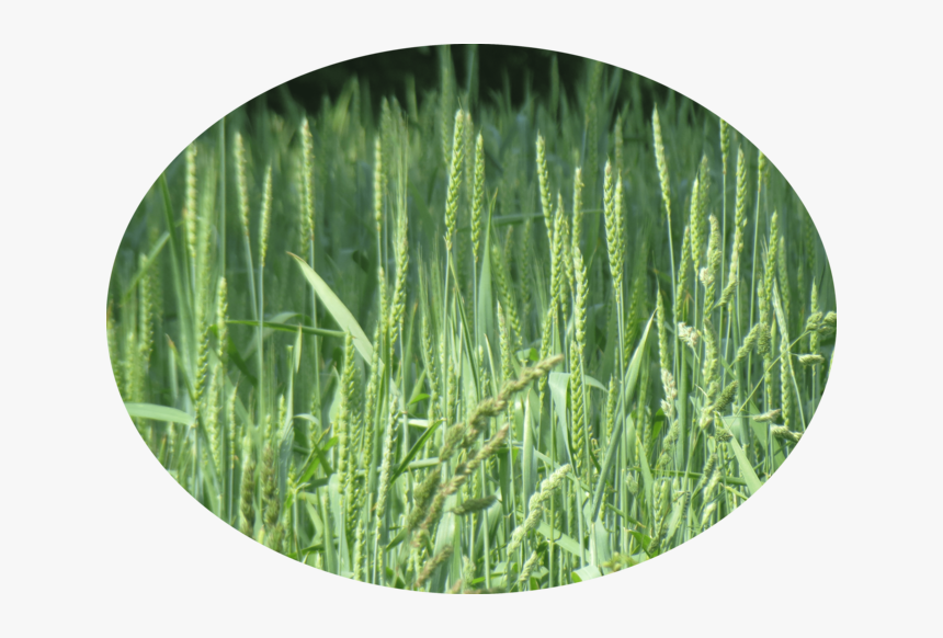 Long Grass Png, Transparent Png