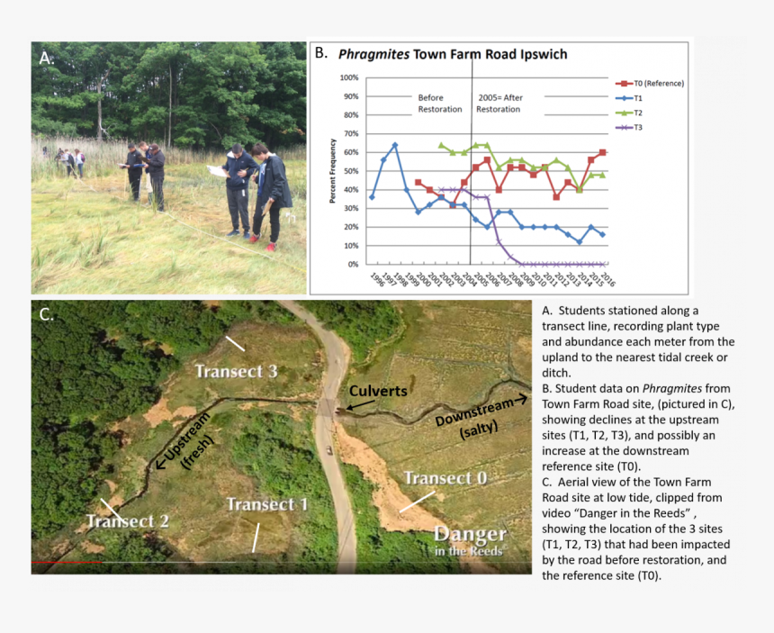 Long Grass Png, Transparent Png
