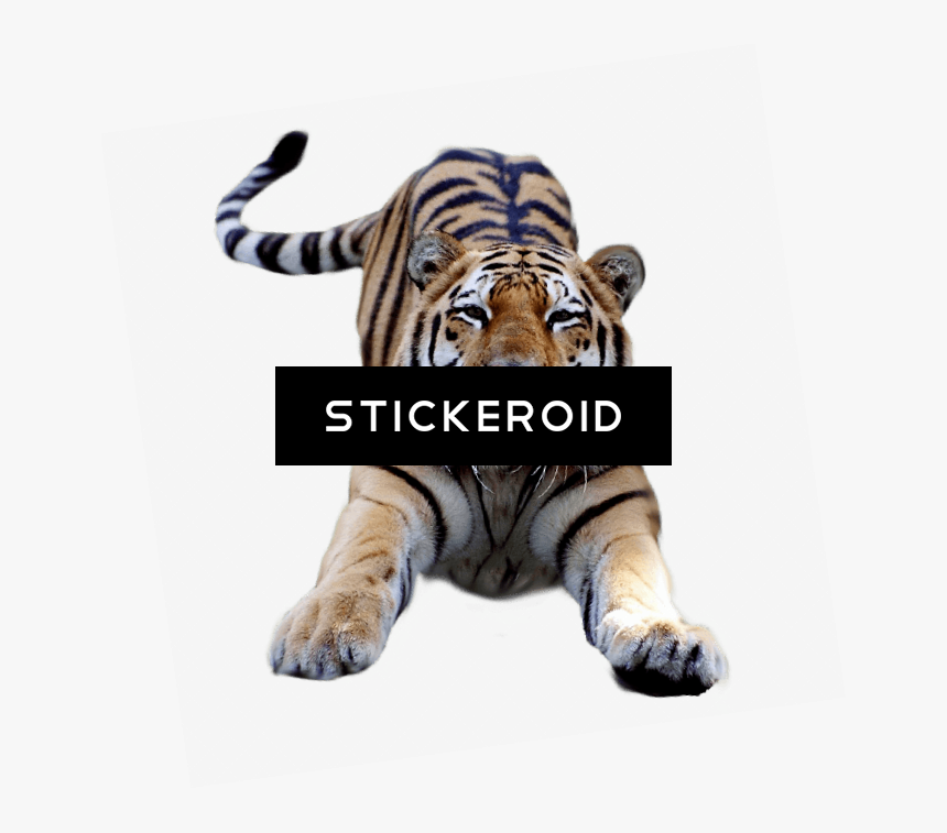 Jumping Tiger Png, Transparent Png